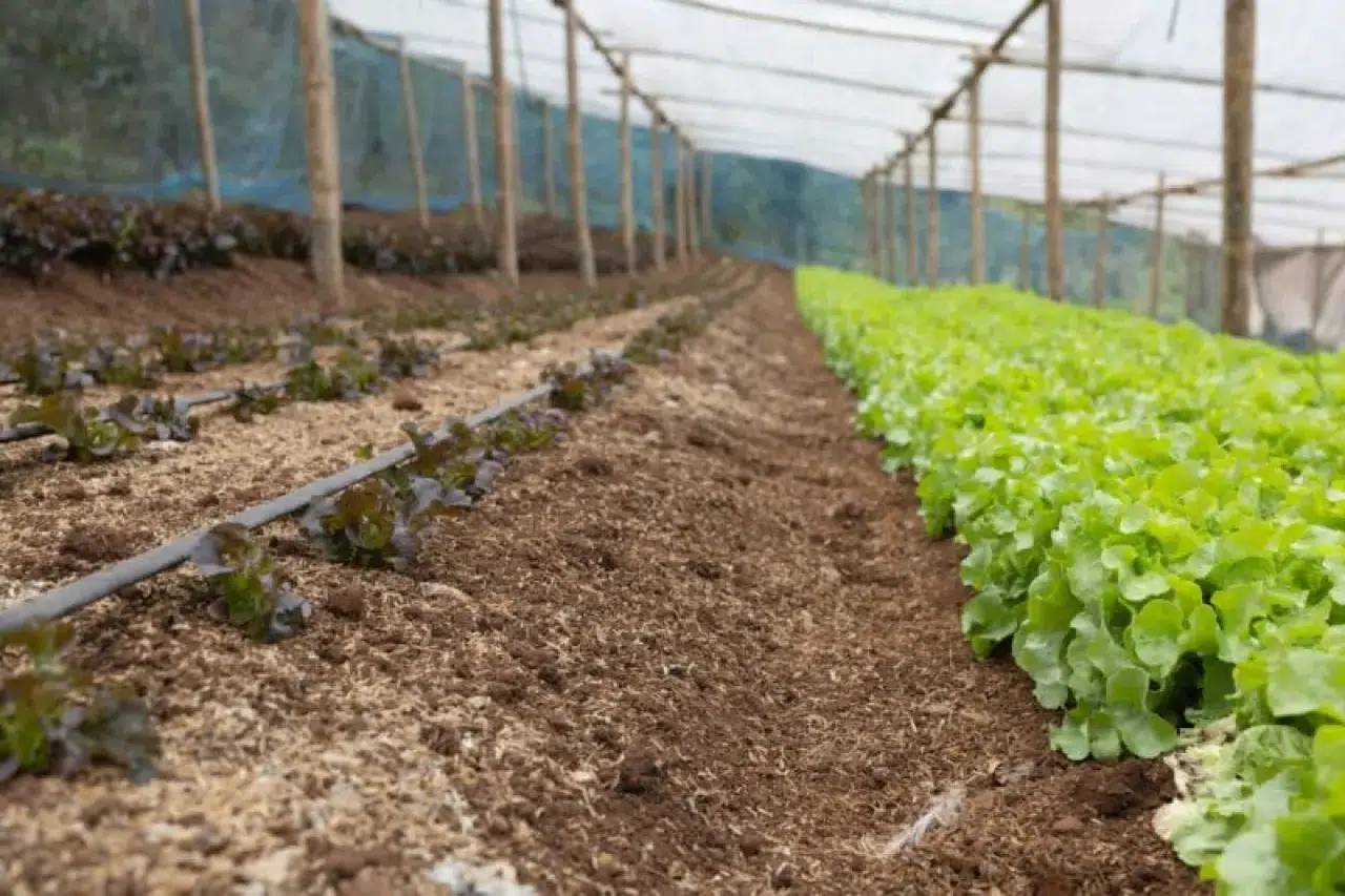 Toprak Sağlığını Artıran Projelere Soil Tribes'tan Destek Geldi!