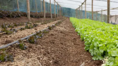 Toprak Sağlığını Artıran Projelere Soil Tribes'tan Destek Geldi!