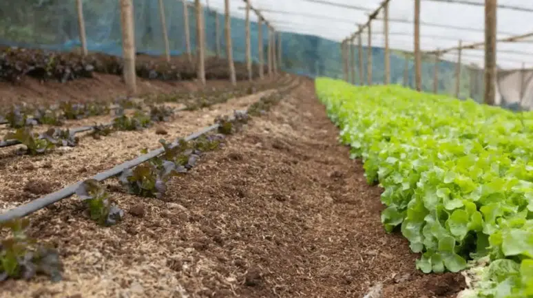Toprak Sağlığını Artıran Projelere Soil Tribes'tan Destek Geldi!